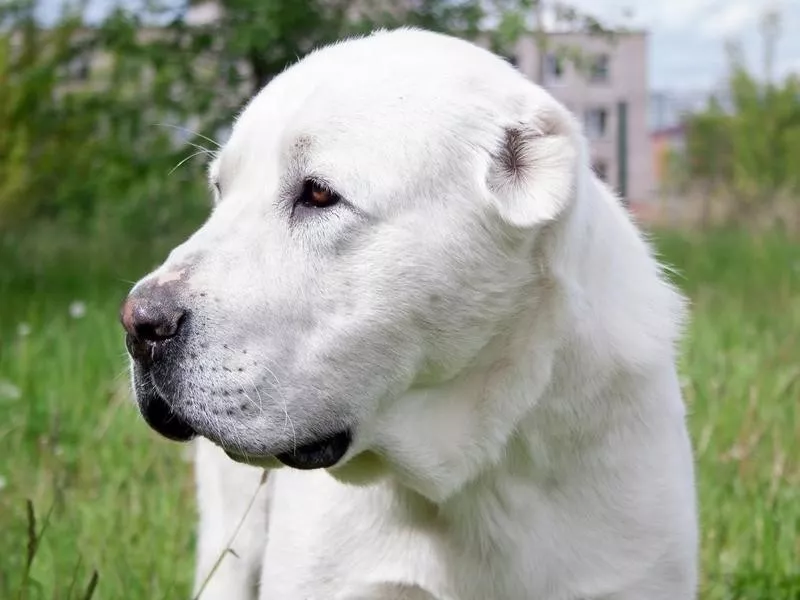 Central Asian Shepherd Dog