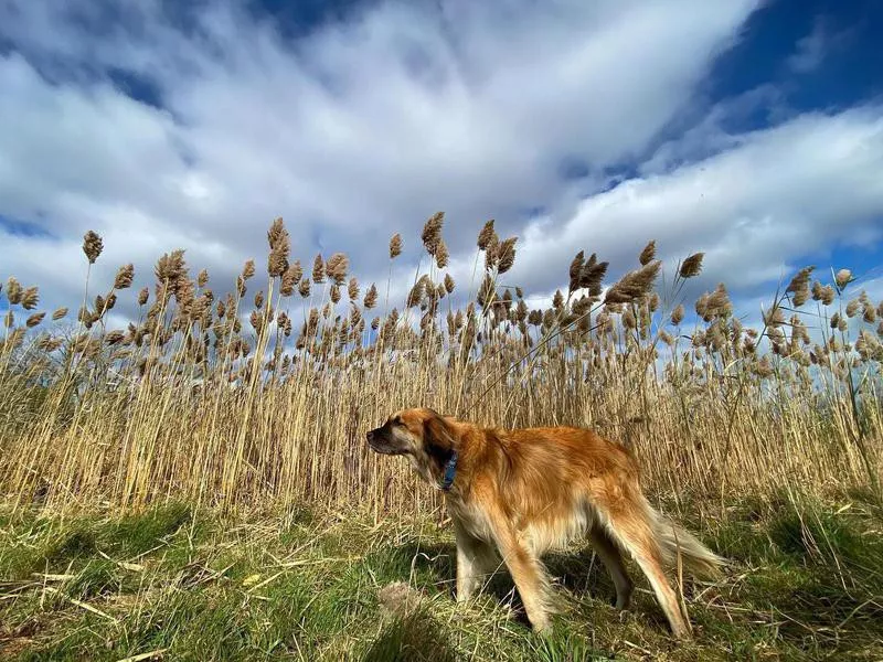 Prairie Wolf Dog Park