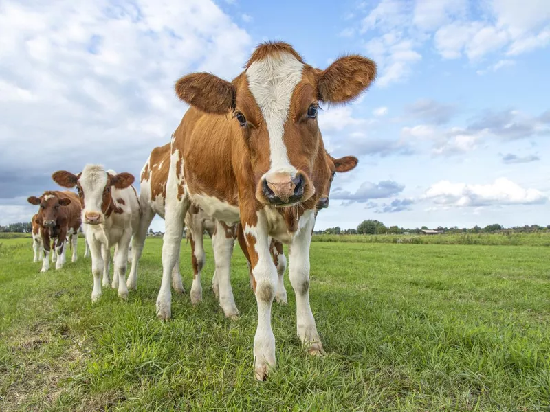 Baby Cows in the Grass