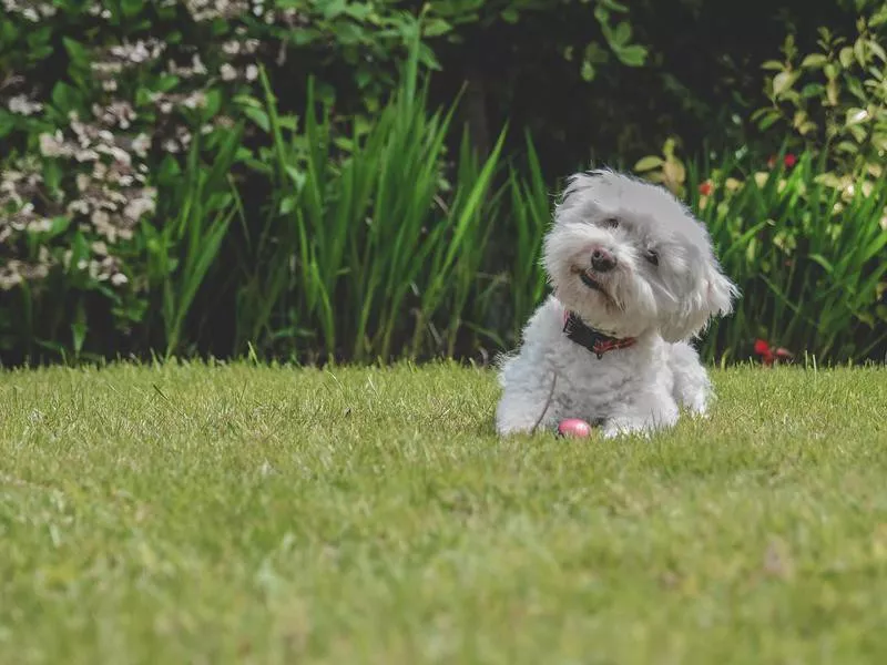 White bichon frise