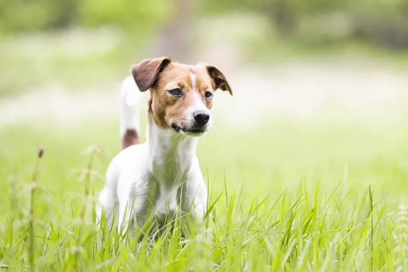 Danish-Swedish farmdog