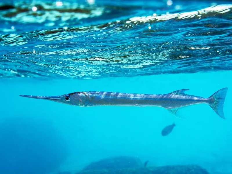 Houndfish or crocodile needlefish ( Tylosurus crocodilus ) just swimming around