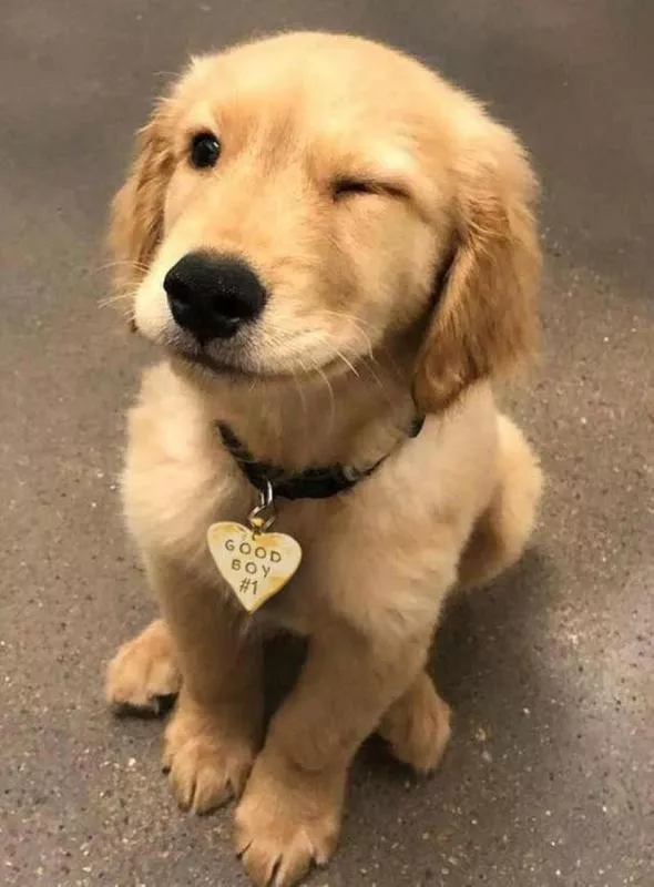 Golden retriever puppy