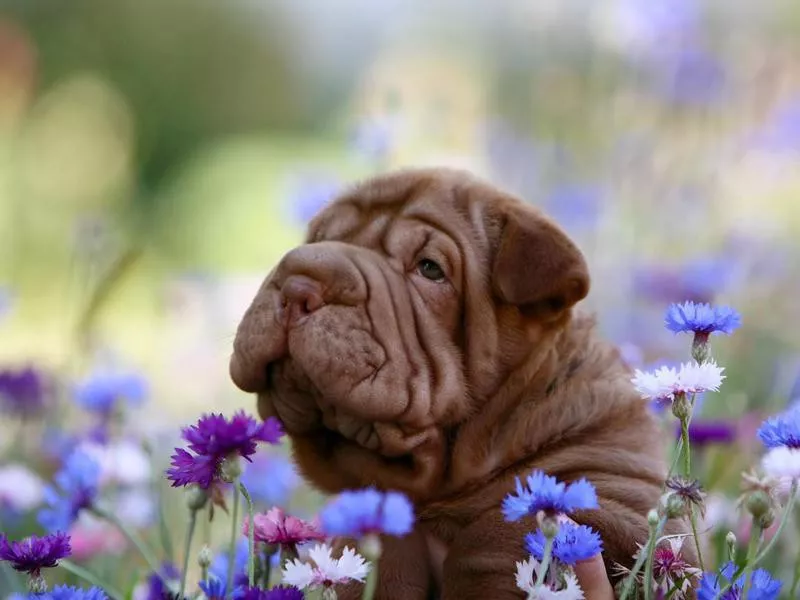 Shar Pei