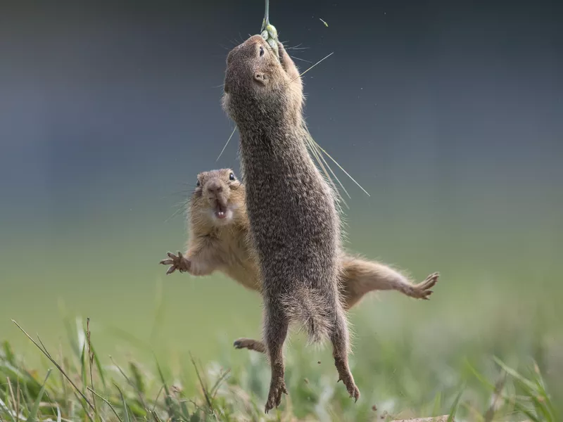 Ground squirrels