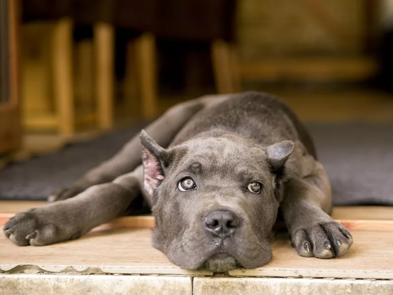 Dog laying down