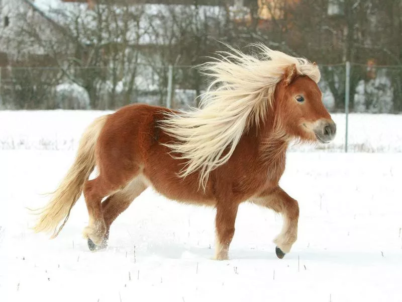 Shetland pony