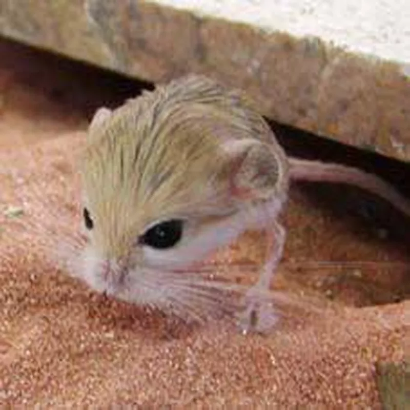 Pygmy Jerboa