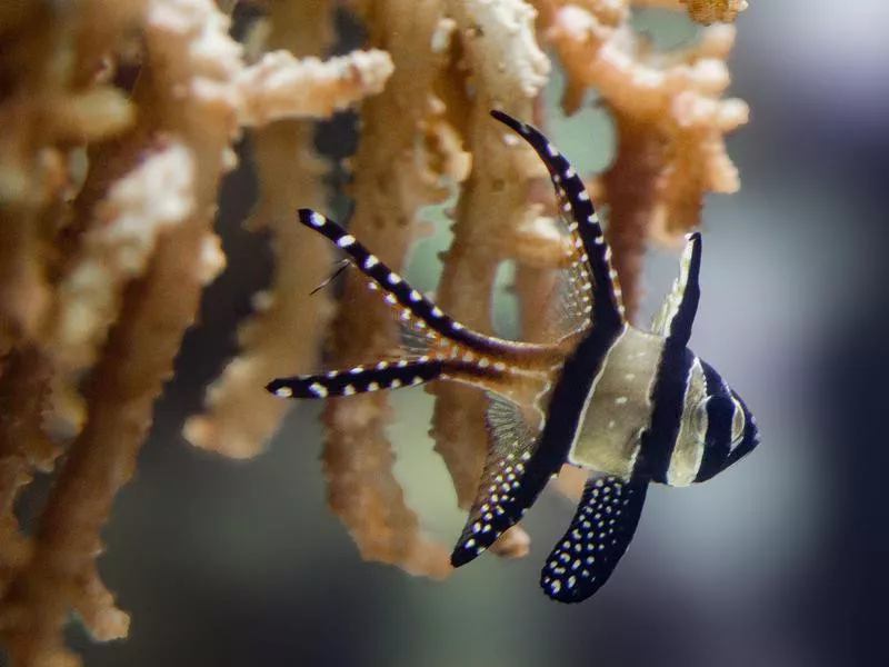 National Aquarium