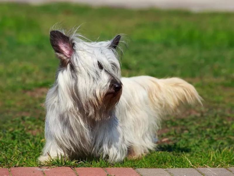 Skye Terrier