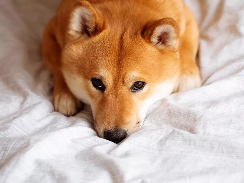 Shiba Inu