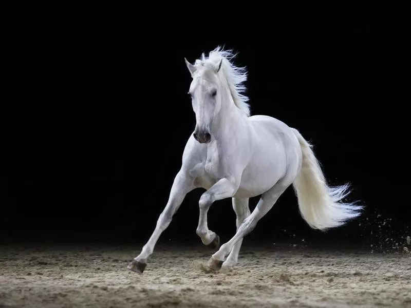 Gray stallion galloping