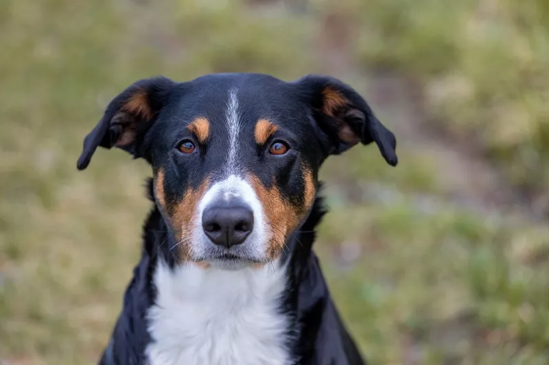 Appenzeller Sennenhund