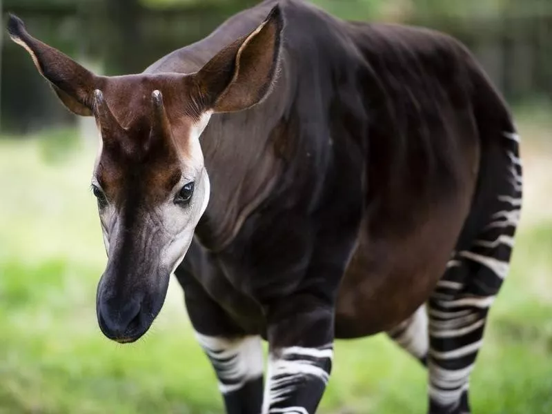 okapi