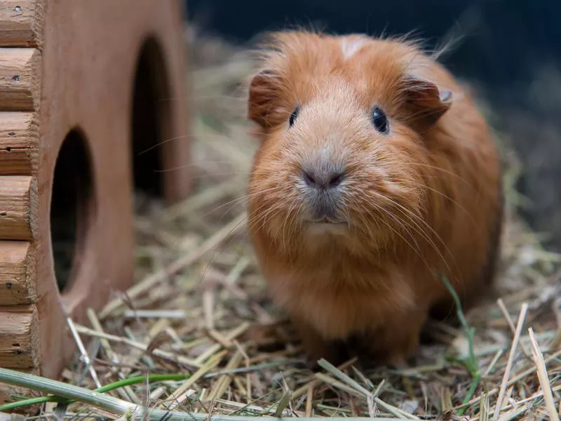 Portrait of cute red guinea pig