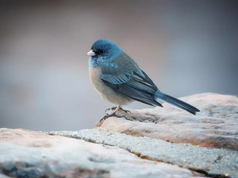 junco