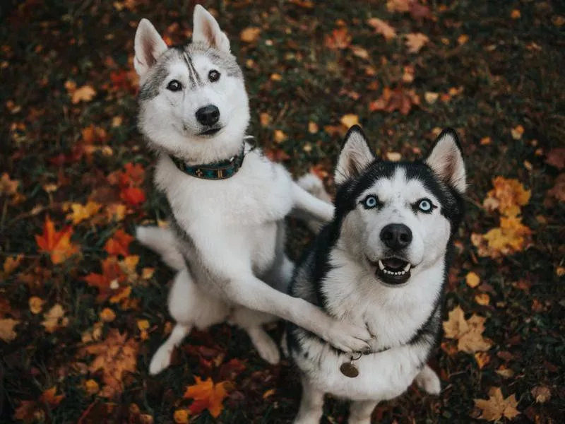 Siberian husky