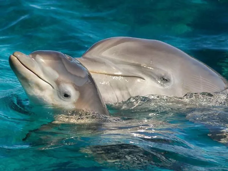 Newborn baby dolphin