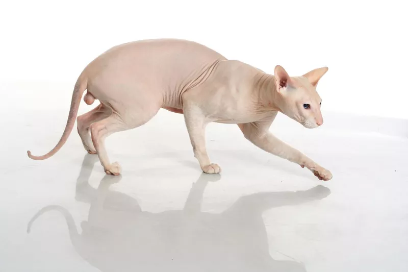 Peterbald hairless cat