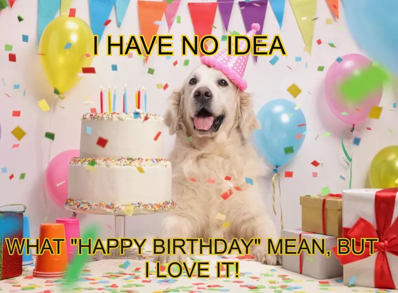 celebrating dog's birthday