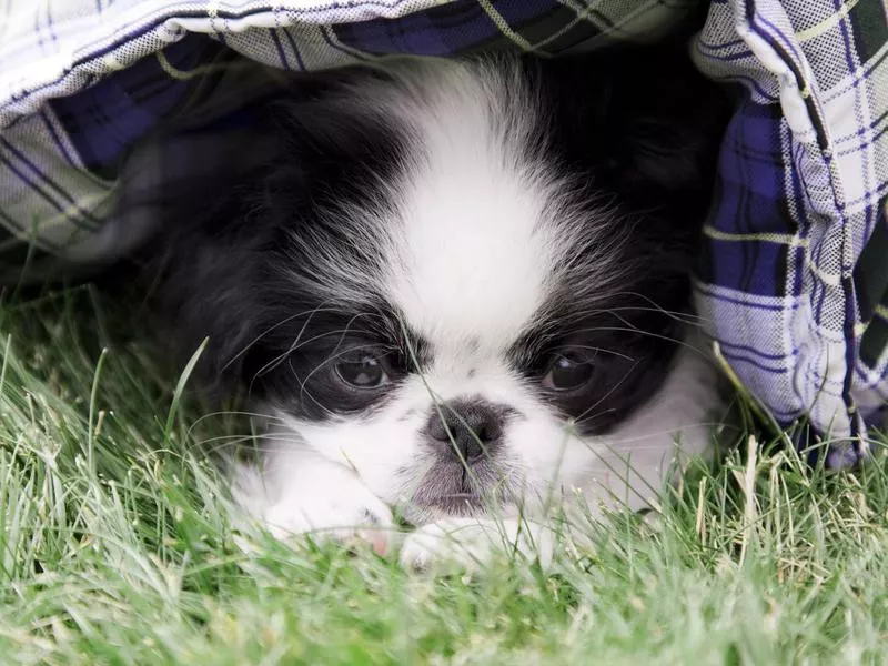 Japanese Chin