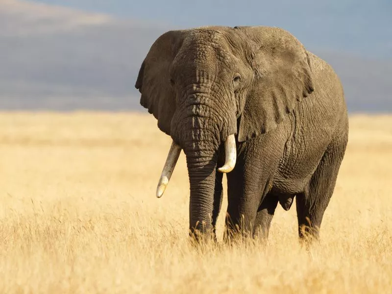 African Bush Elephant