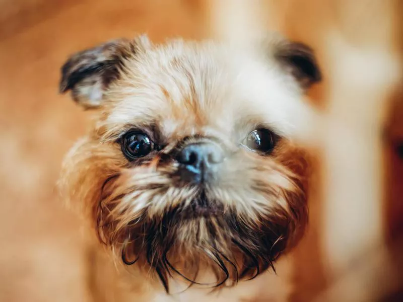 Brussels griffon