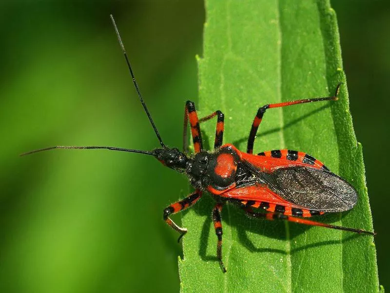 Assassin bug Rhynocoris iracundus