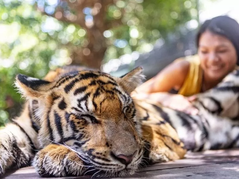 Tiger resting