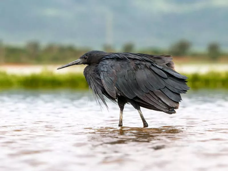 Black Heron