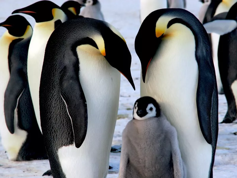 Emperor penguins with chick