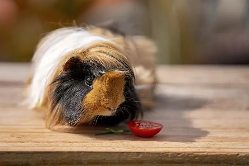 Guinea Pig