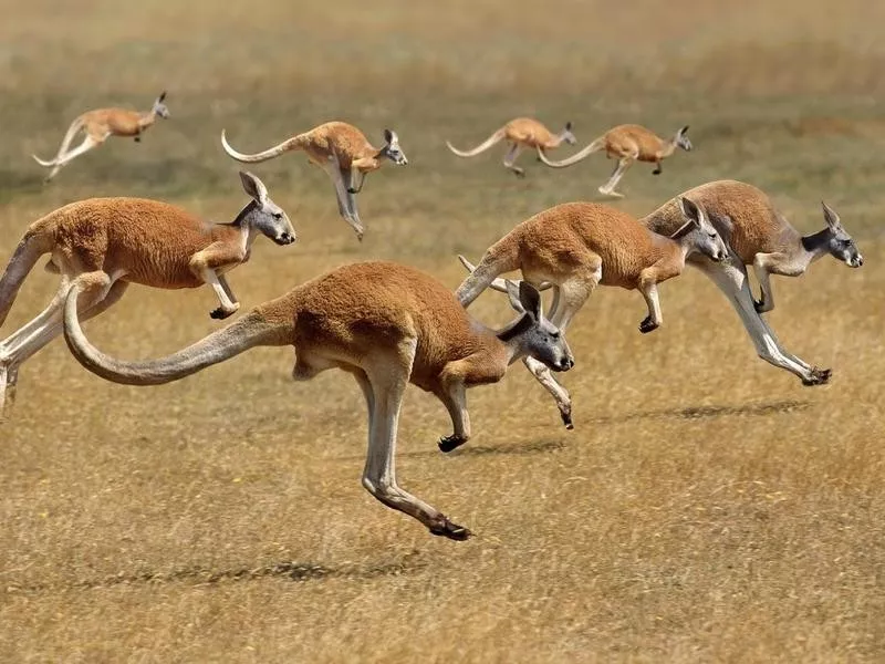 kangaroo