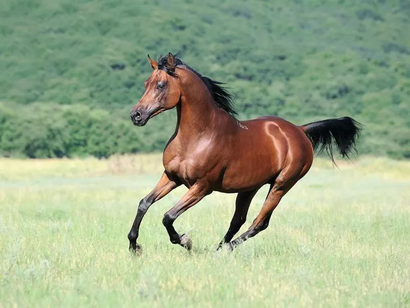 Arabian Horse