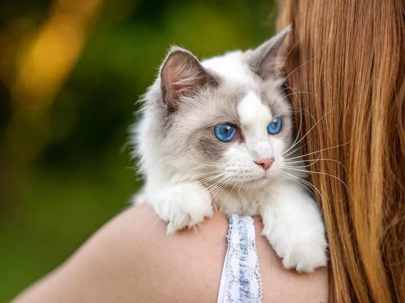 ragdoll cat therapy