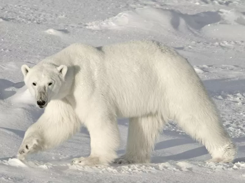 Polar Bear