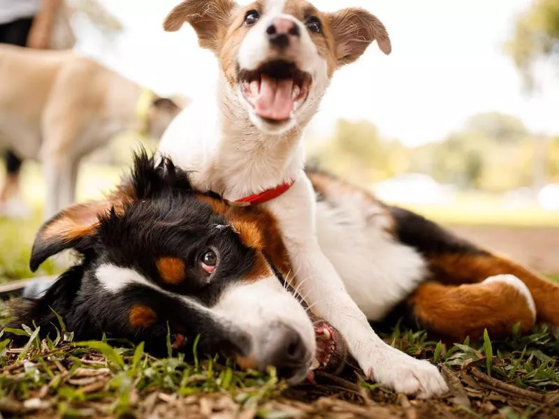 Dogs playing at a park