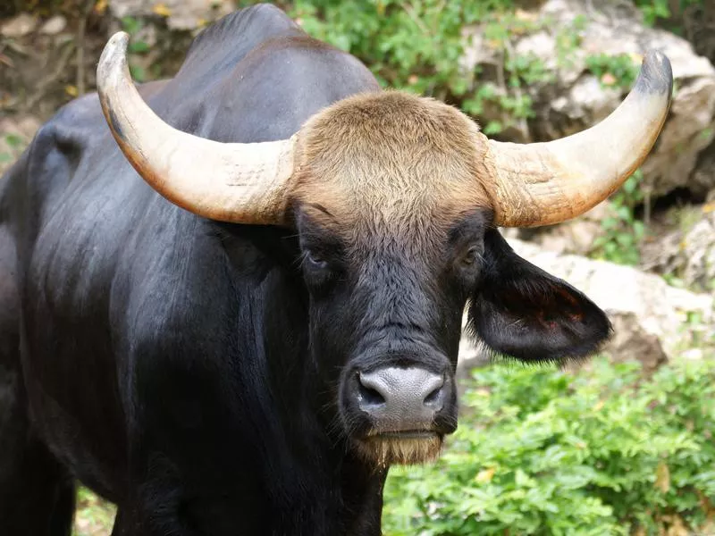 Gaur