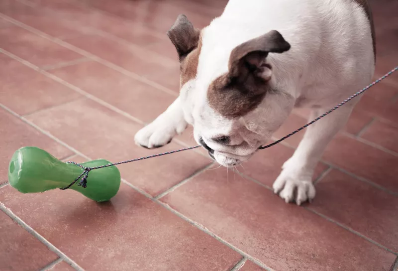 Dog plays with toy