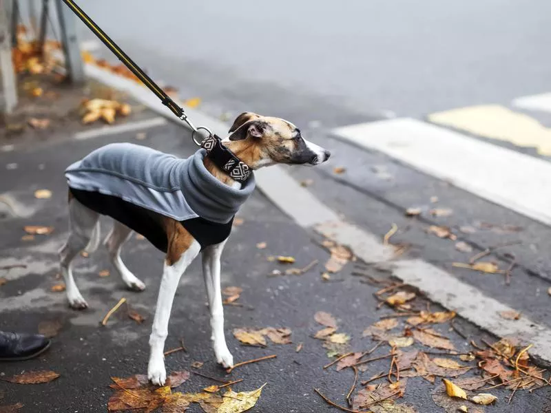 Italian Greyhound