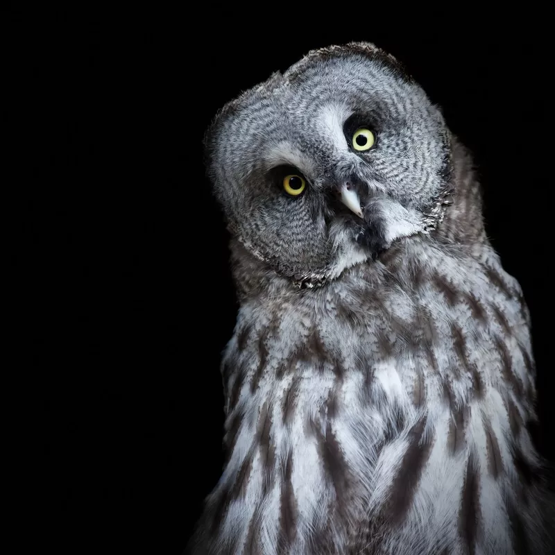 Great gray owl