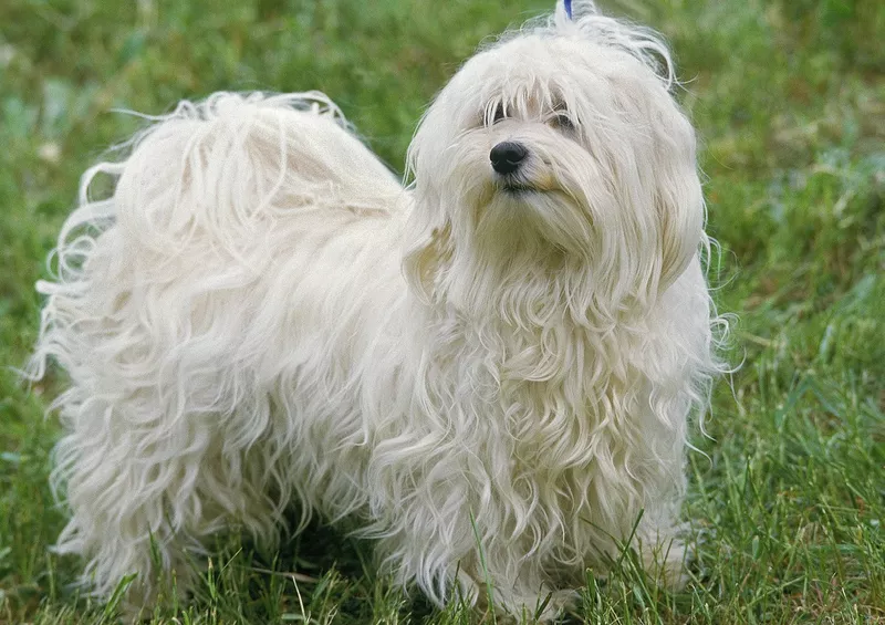 Hungarian pumi dog breed