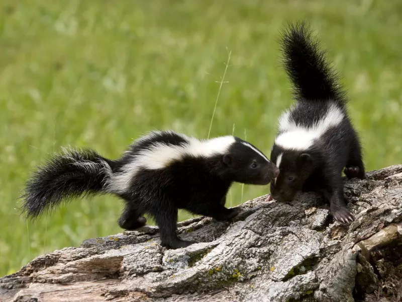 Skunk Buddies