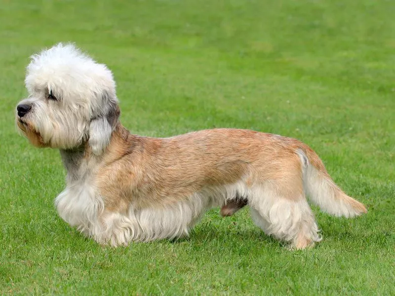 Goofiest Dog Breeds: Dandie Dinmont Terrier