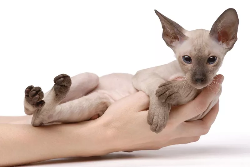 Brown Peterbald cat