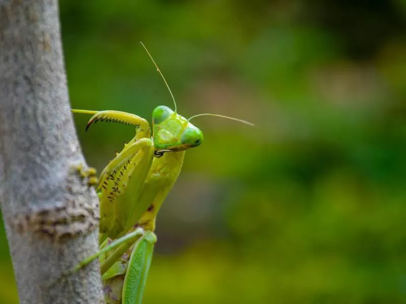 Praying Mantis