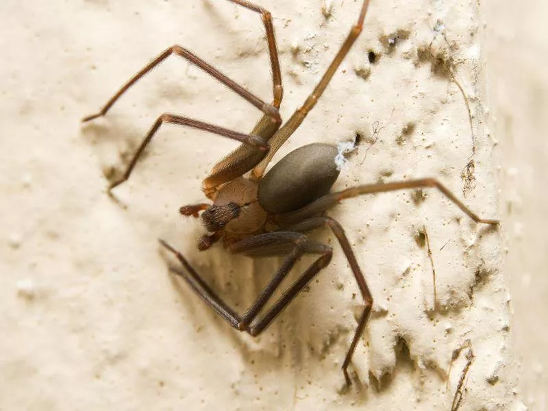 Brown recluse