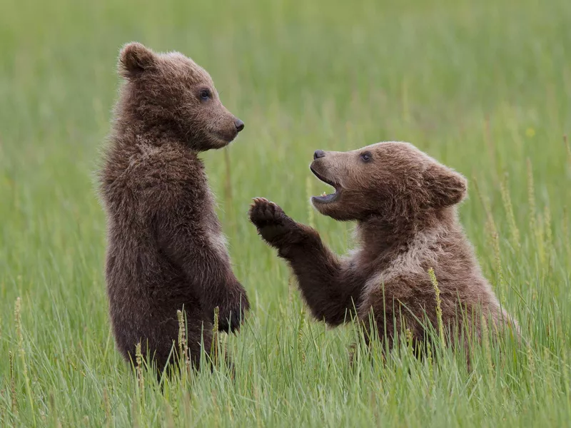 Alaskan Brown Bear