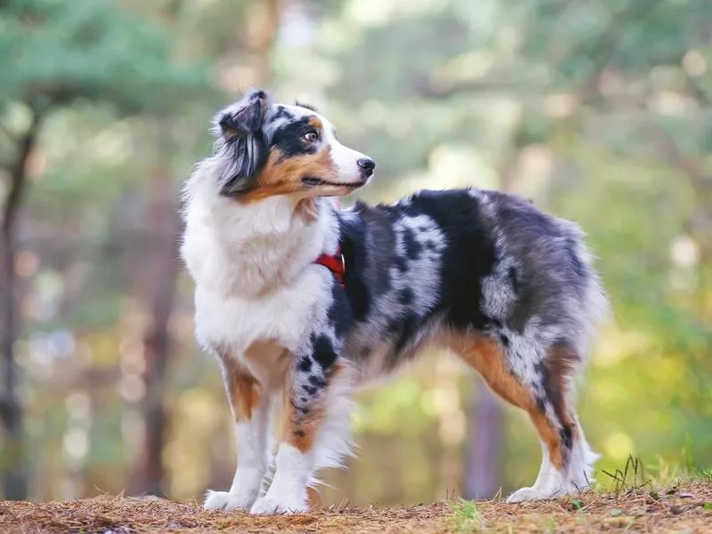 Australian Shepherd