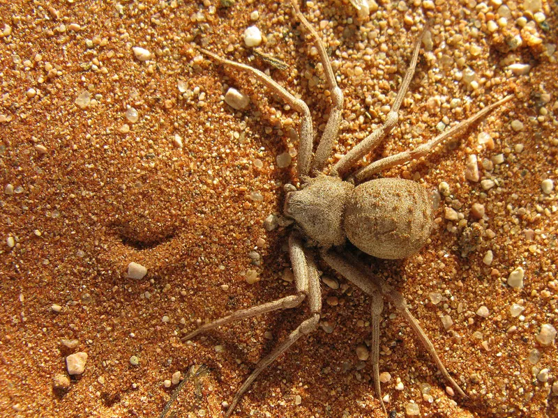 Six-Eyed Sand Spider